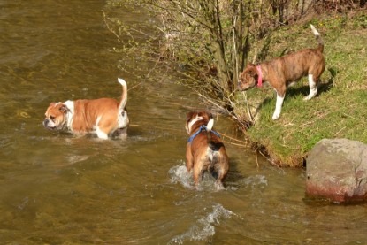 Continental Bulldogs Seeblickbulls Bilderalbum - First Milow zu Besuch