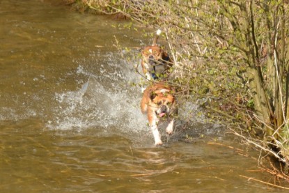 Continental Bulldogs Seeblickbulls Bilderalbum - First Milow zu Besuch