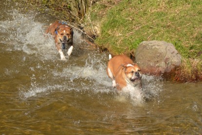 Continental Bulldogs Seeblickbulls Bilderalbum - First Milow zu Besuch