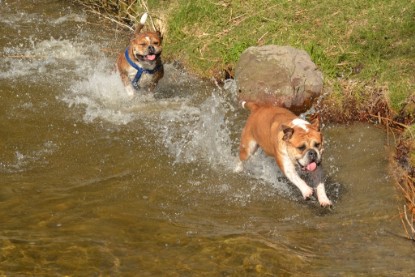 Continental Bulldogs Seeblickbulls Bilderalbum - First Milow zu Besuch