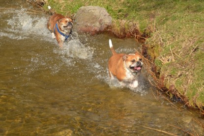 Continental Bulldogs Seeblickbulls Bilderalbum - First Milow zu Besuch