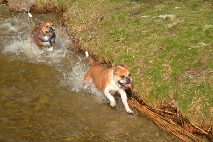 Continental Bulldogs Seeblickbulls Bilderalbum - First Milow zu Besuch