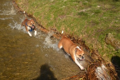 Continental Bulldogs Seeblickbulls Bilderalbum - First Milow zu Besuch