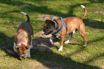 Continental Bulldogs Seeblickbulls Bilderalbum - First Milow zu Besuch