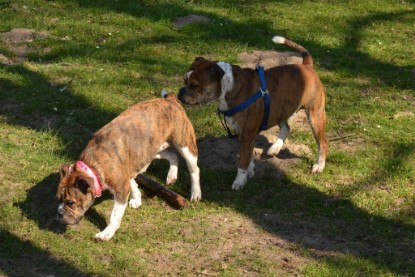 Continental Bulldogs Seeblickbulls Bilderalbum - First Milow zu Besuch