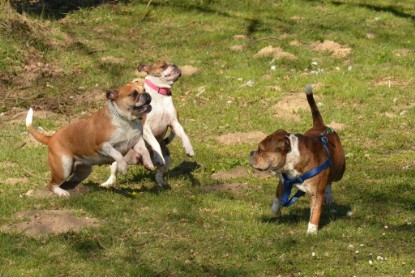 Continental Bulldogs Seeblickbulls Bilderalbum - First Milow zu Besuch