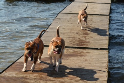 Continental Bulldogs Seeblickbulls Bilderalbum - First Milow zu Besuch