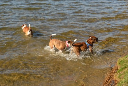 Continental Bulldogs Seeblickbulls Bilderalbum - First Milow zu Besuch