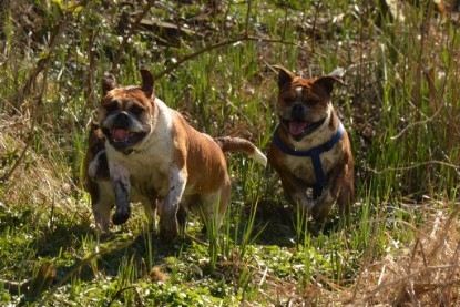 Continental Bulldogs Seeblickbulls Bilderalbum - First Milow zu Besuch