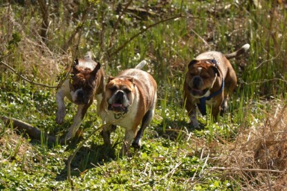 Continental Bulldogs Seeblickbulls Bilderalbum - First Milow zu Besuch