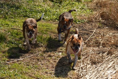 Continental Bulldogs Seeblickbulls Bilderalbum - First Milow zu Besuch