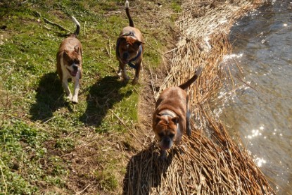 Continental Bulldogs Seeblickbulls Bilderalbum - First Milow zu Besuch