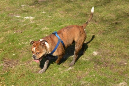 Continental Bulldogs Seeblickbulls Bilderalbum - First Milow zu Besuch