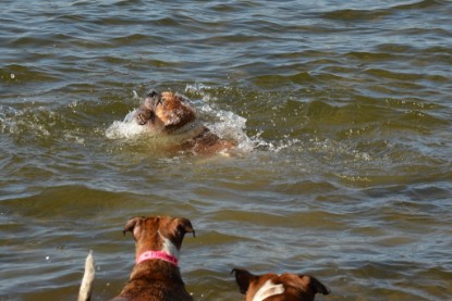 Continental Bulldogs Seeblickbulls Bilderalbum - First Milow zu Besuch