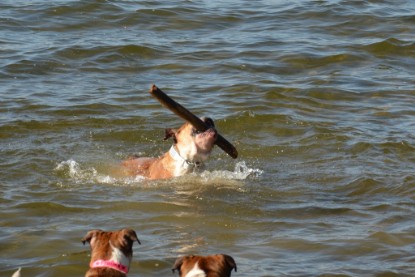 Continental Bulldogs Seeblickbulls Bilderalbum - First Milow zu Besuch