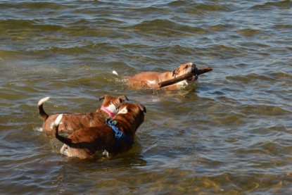 Continental Bulldogs Seeblickbulls Bilderalbum - First Milow zu Besuch