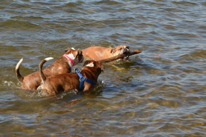 Continental Bulldogs Seeblickbulls Bilderalbum - First Milow zu Besuch