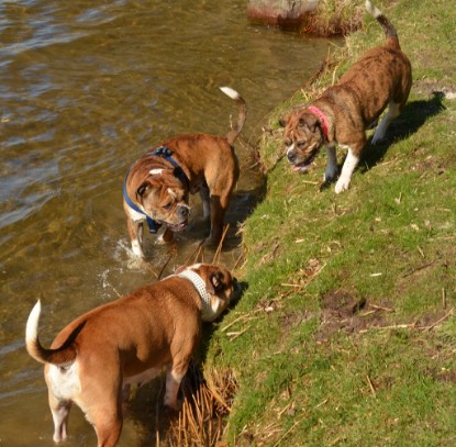 Continental Bulldogs Seeblickbulls Bilderalbum - First Milow zu Besuch