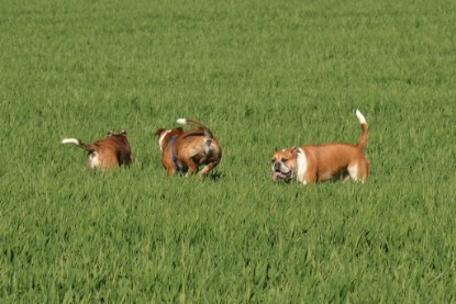 Continental Bulldogs Seeblickbulls Bilderalbum - First Milow zu Besuch