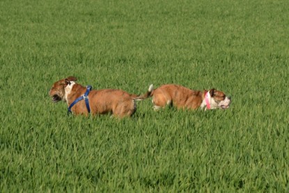 Continental Bulldogs Seeblickbulls Bilderalbum - First Milow zu Besuch