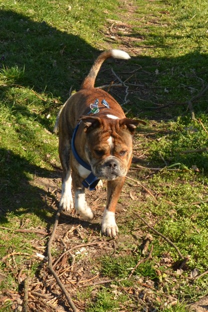 Continental Bulldogs Seeblickbulls Bilderalbum - First Milow zu Besuch