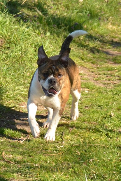 Continental Bulldogs Seeblickbulls Bilderalbum - First Milow zu Besuch