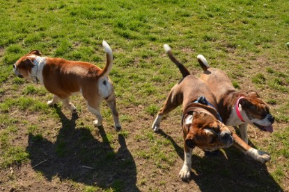 Continental Bulldogs Seeblickbulls Bilderalbum - First Milow zu Besuch