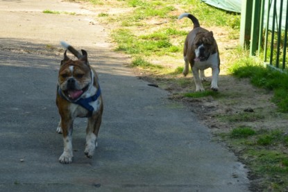 Continental Bulldogs Seeblickbulls Bilderalbum - First Milow zu Besuch