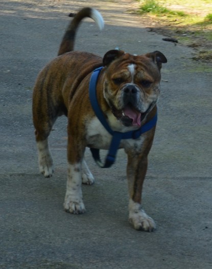 Continental Bulldogs Seeblickbulls Bilderalbum - First Milow zu Besuch