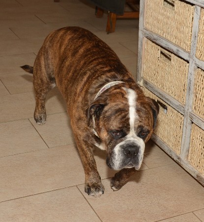 Continental Bulldogs Seeblickbulls Bilderalbum - Attila zu Besuch