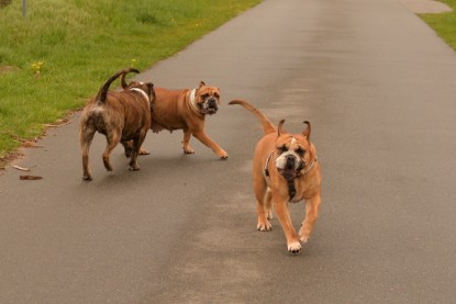 Continental Bulldogs Seeblickbulls Bilderalbum - Attila zu Besuch