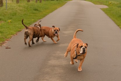 Continental Bulldogs Seeblickbulls Bilderalbum - Attila zu Besuch