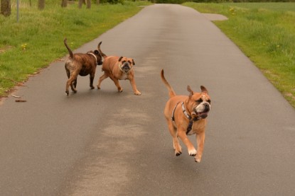 Continental Bulldogs Seeblickbulls Bilderalbum - Attila zu Besuch