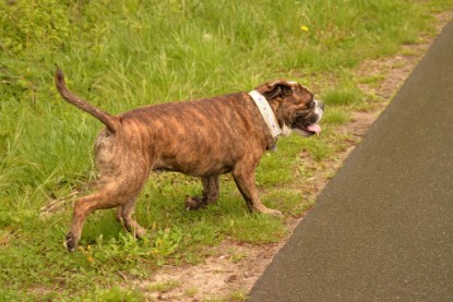 Continental Bulldogs Seeblickbulls Bilderalbum - Attila zu Besuch