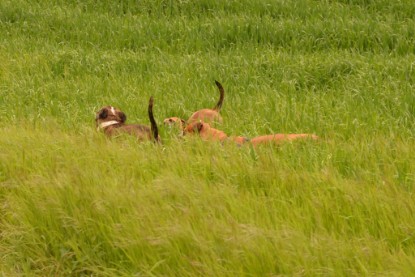 Continental Bulldogs Seeblickbulls Bilderalbum - Attila zu Besuch