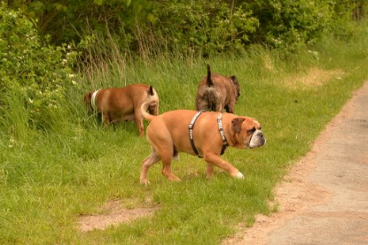 Continental Bulldogs Seeblickbulls Bilderalbum - Attila zu Besuch