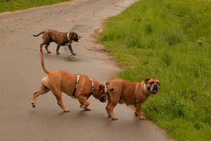 Continental Bulldogs Seeblickbulls Bilderalbum - Attila zu Besuch