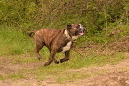 Continental Bulldogs Seeblickbulls Bilderalbum - Attila zu Besuch