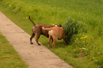 Continental Bulldogs Seeblickbulls Bilderalbum - Attila zu Besuch