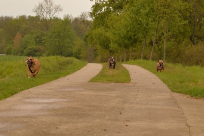 Continental Bulldogs Seeblickbulls Bilderalbum - Attila zu Besuch