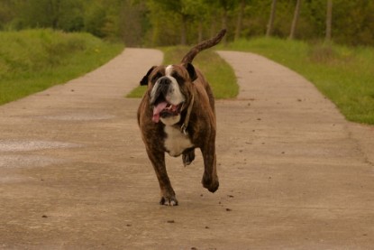 Continental Bulldogs Seeblickbulls Bilderalbum - Attila zu Besuch