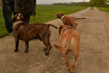 Continental Bulldogs Seeblickbulls Bilderalbum - Attila zu Besuch