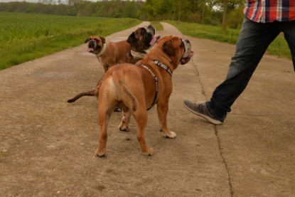 Continental Bulldogs Seeblickbulls Bilderalbum - Attila zu Besuch