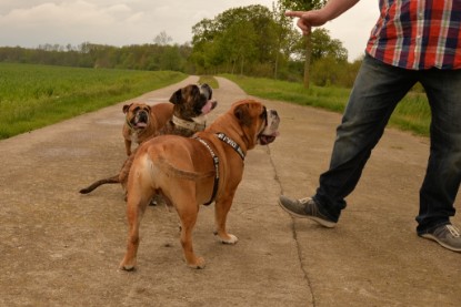 Continental Bulldogs Seeblickbulls Bilderalbum - Attila zu Besuch