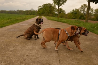 Continental Bulldogs Seeblickbulls Bilderalbum - Attila zu Besuch