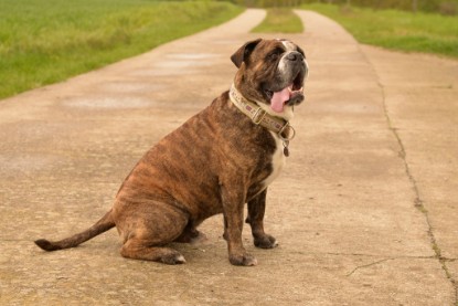 Continental Bulldogs Seeblickbulls Bilderalbum - Attila zu Besuch