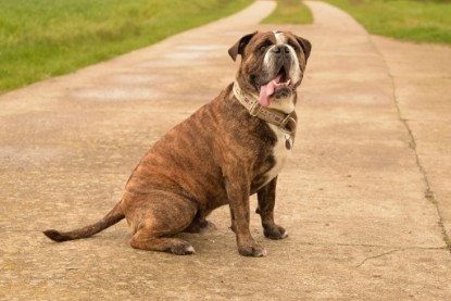 Continental Bulldogs Seeblickbulls Bilderalbum - Attila zu Besuch