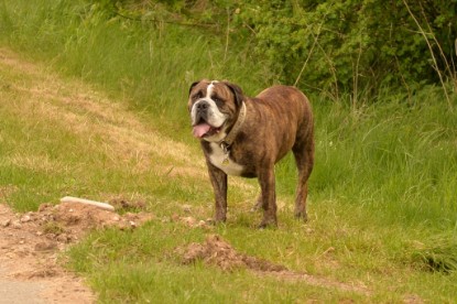 Continental Bulldogs Seeblickbulls Bilderalbum - Attila zu Besuch