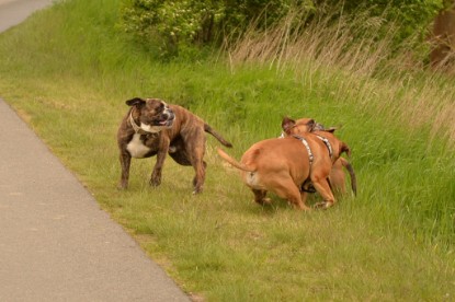 Continental Bulldogs Seeblickbulls Bilderalbum - Attila zu Besuch