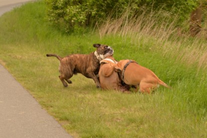 Continental Bulldogs Seeblickbulls Bilderalbum - Attila zu Besuch